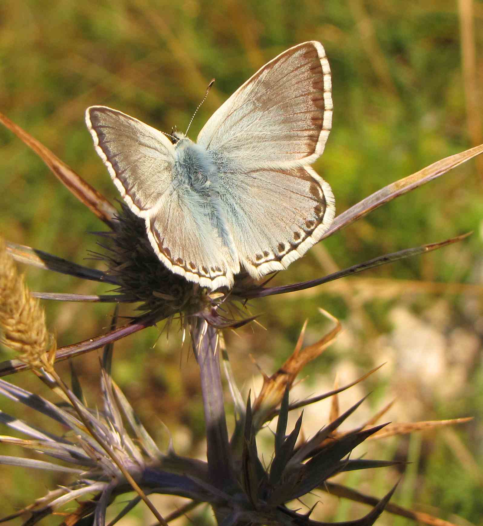 polyommatus marchigiano - Polyommatus (Meleageria) coridon